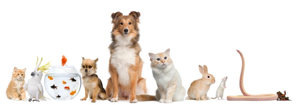 benefits of a professional pet sitter