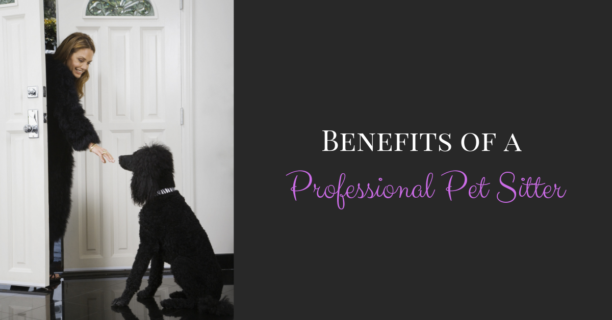 benefits of a professional pet sitter