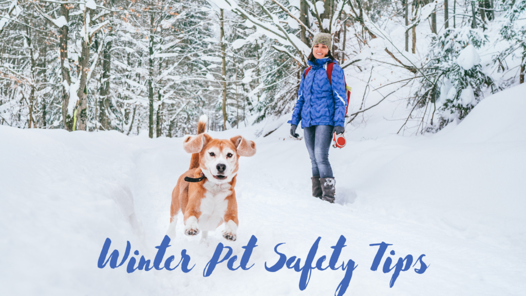 Winter Pet Safety Tips 1024x577