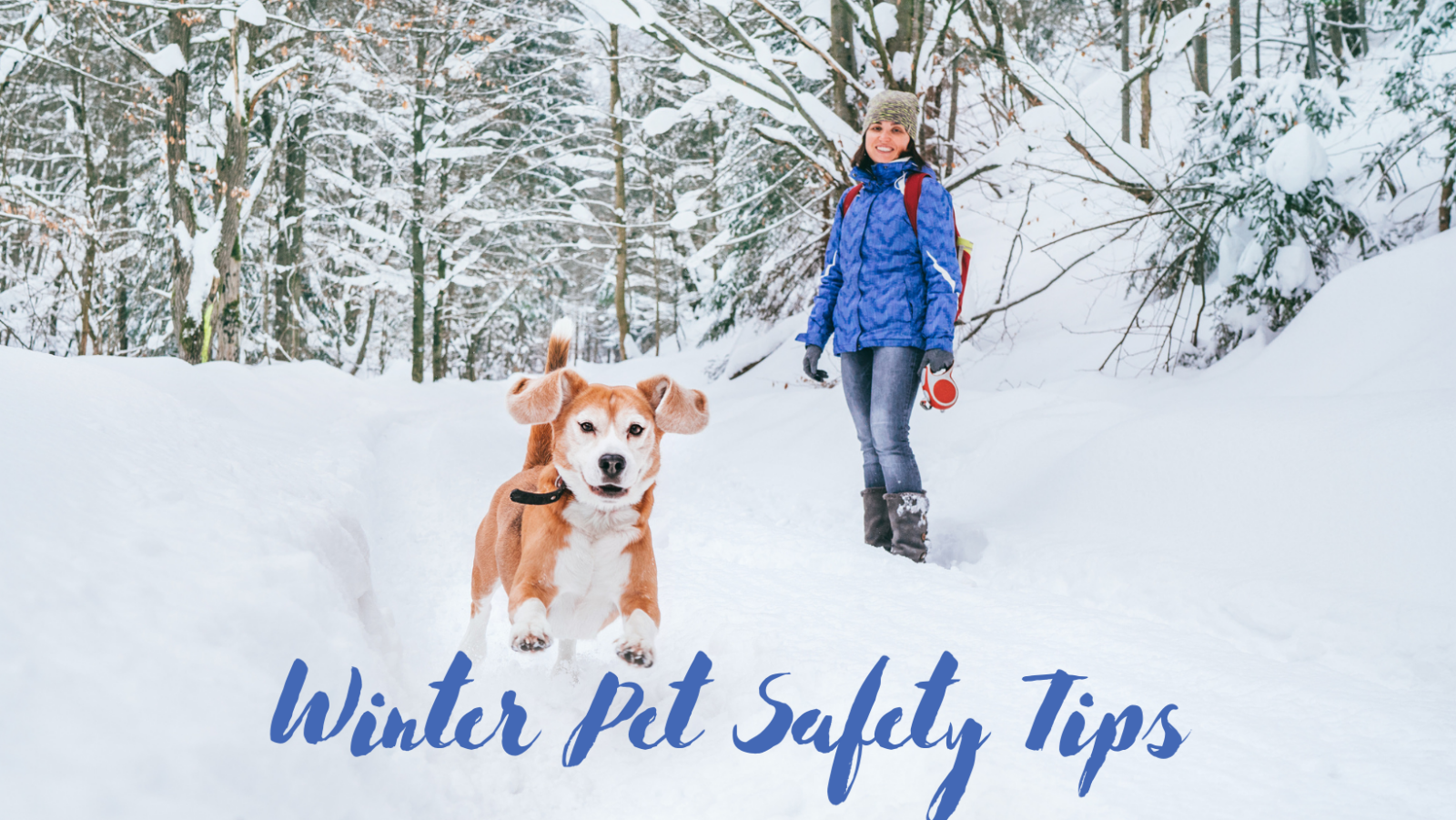 My Top Favorite Winter Safety Tips For Pet Owners