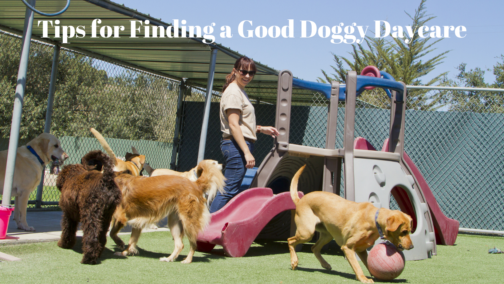 finding a good doggy daycare