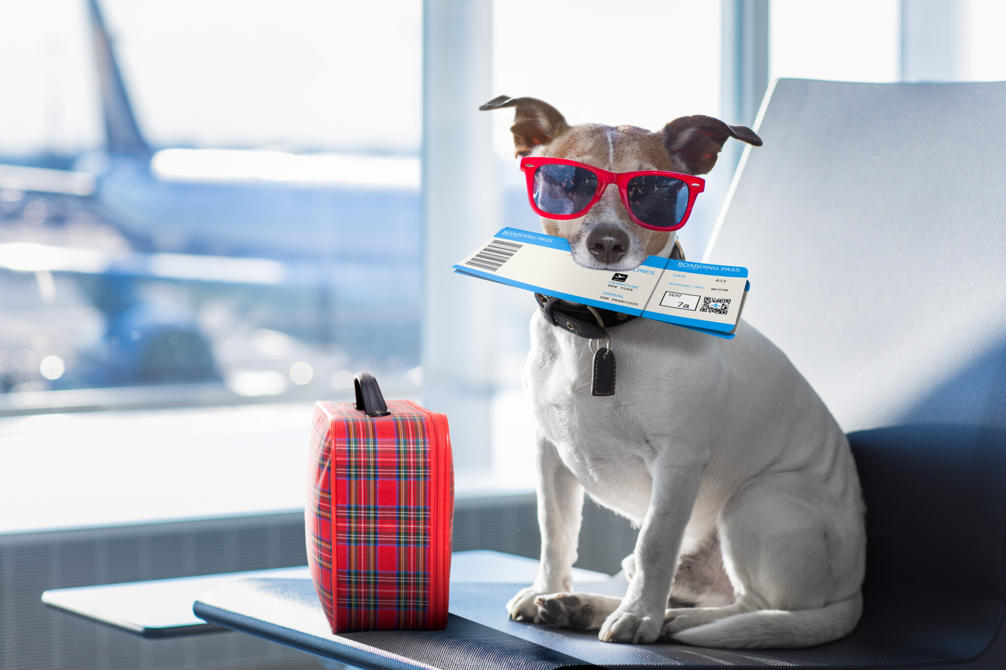 safety tips for traveling with your pet