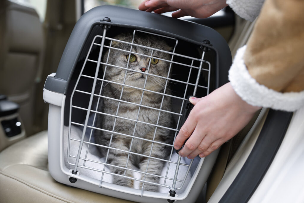 safety tips for traveling with your pet