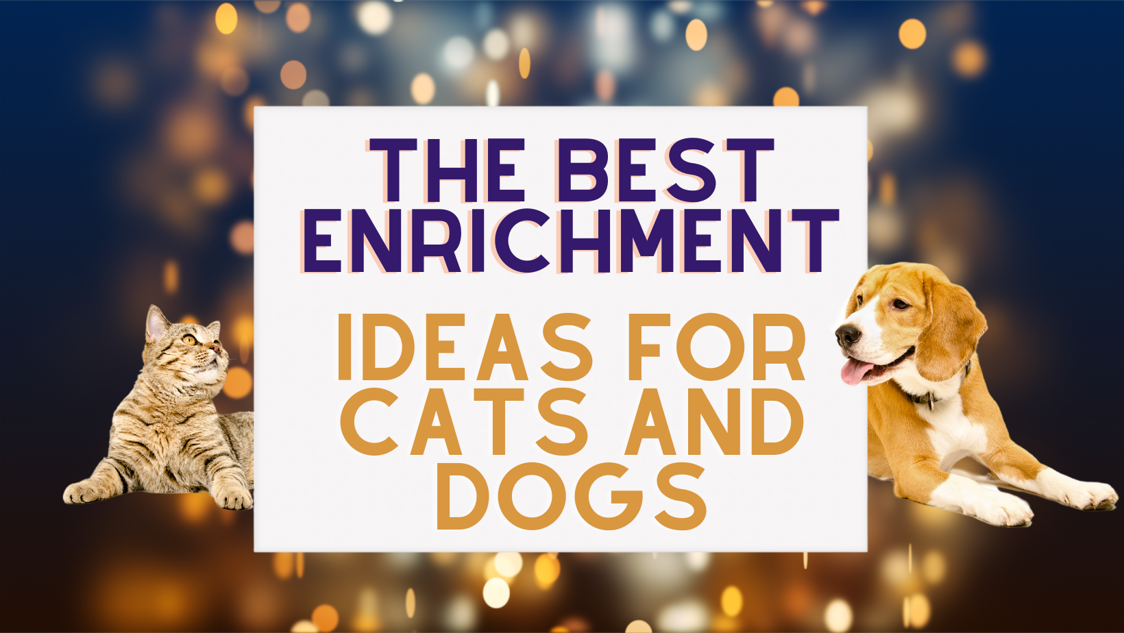 enrichment for cats and dogs