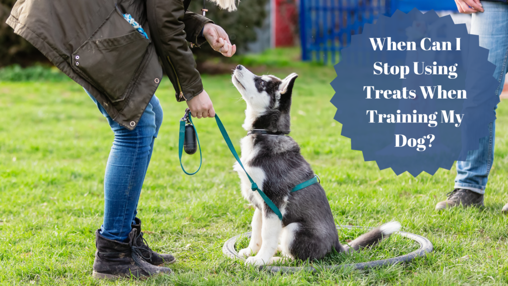 When Can I Stop Using Treats When Training My Dog 1024x577