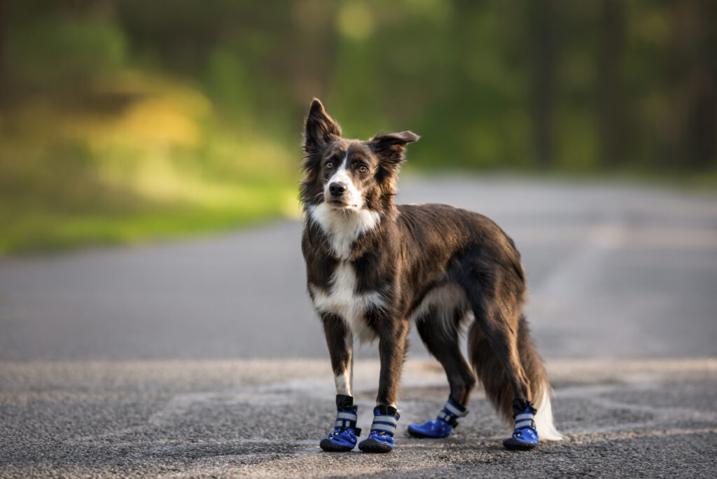 heat safety tips for pets