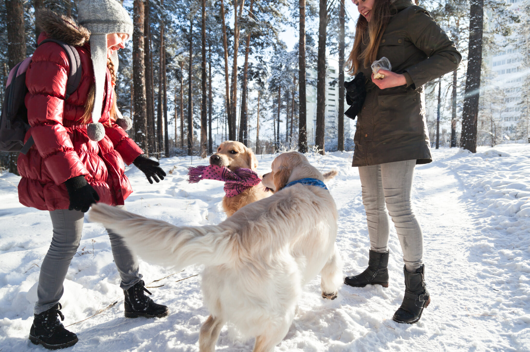 Great Ways to Keep Your Dog Active In Winter