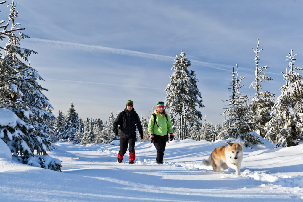 Great Ways to Keep Your Dog Active In Winter