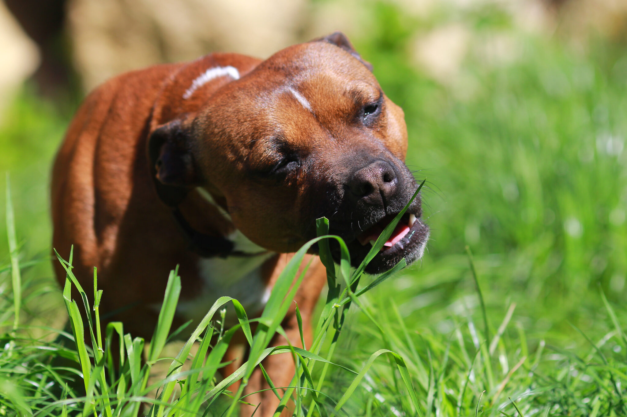 why does my dog eat grass?