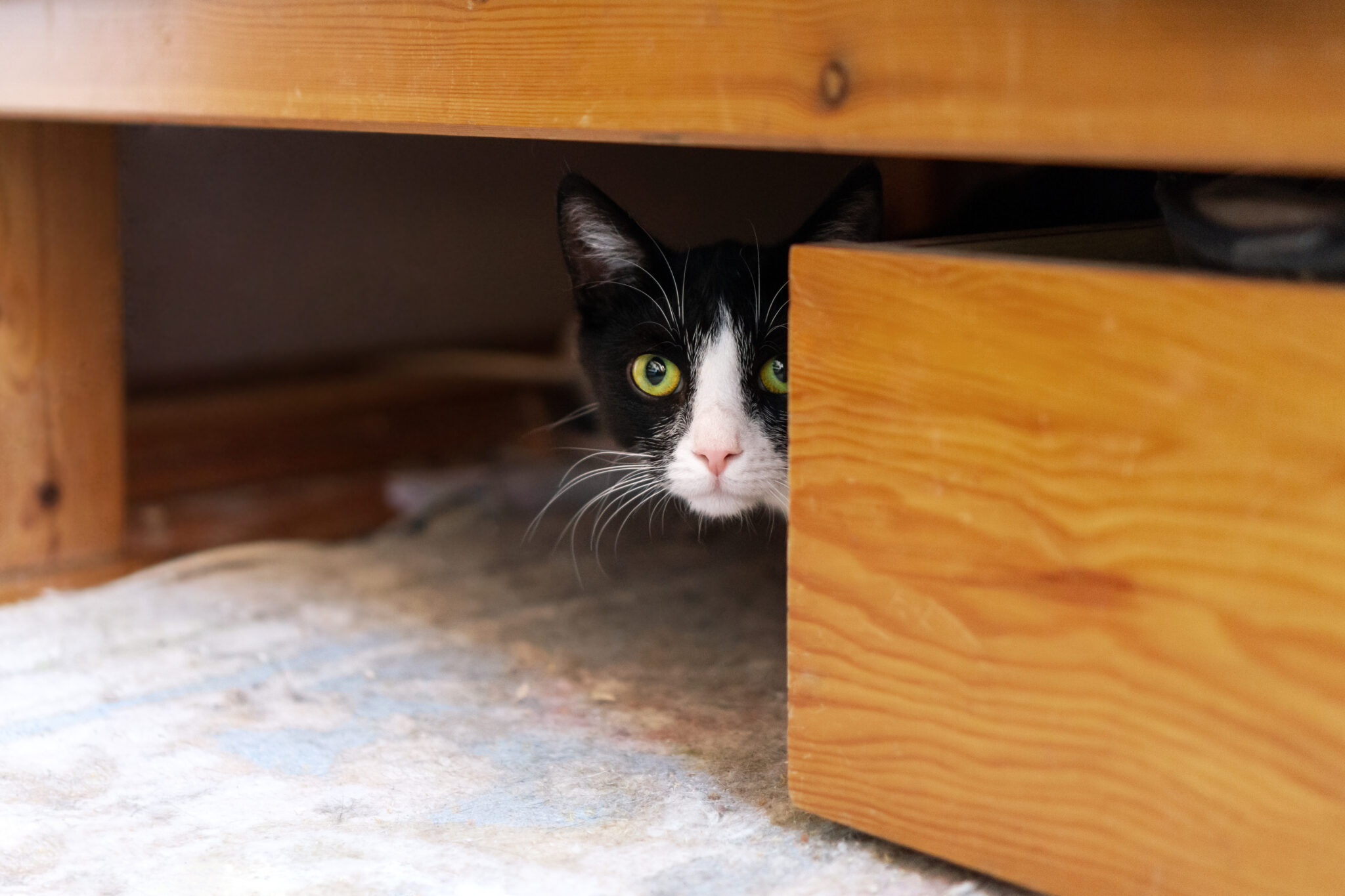 Why Does My Cat Hide Under the Bed?