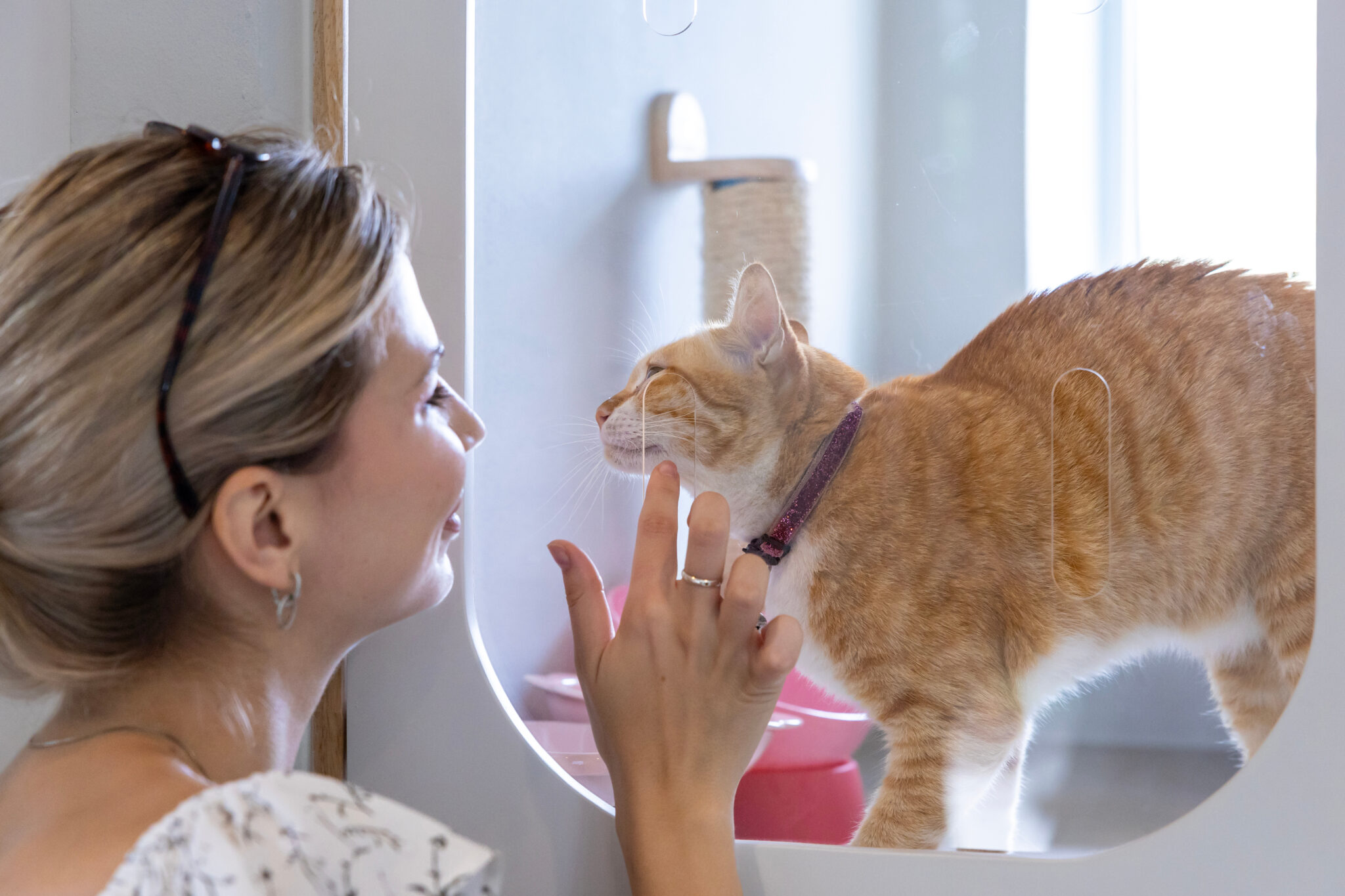 new cat checklist