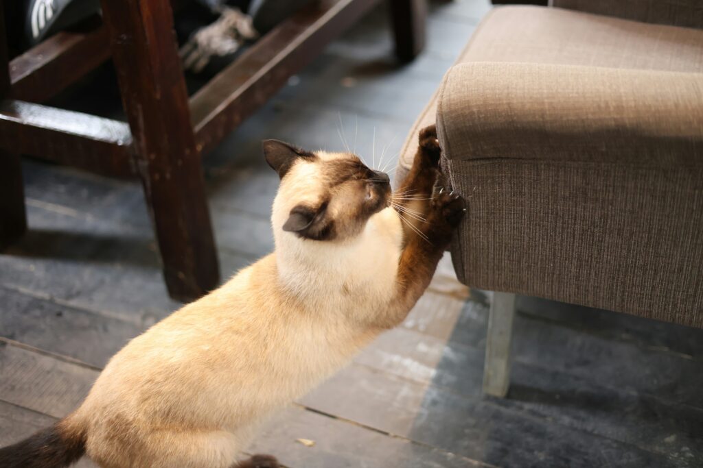 cat scratching furniture