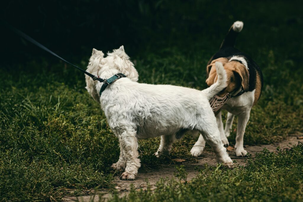 Off-leash dog approaching a leashed dog during a walk in Lancaster NY