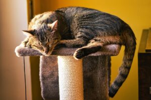 How To Create a Cat Friendly Home cat friendly home