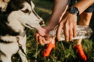 keep pets cool in warm weather Lancaster NY