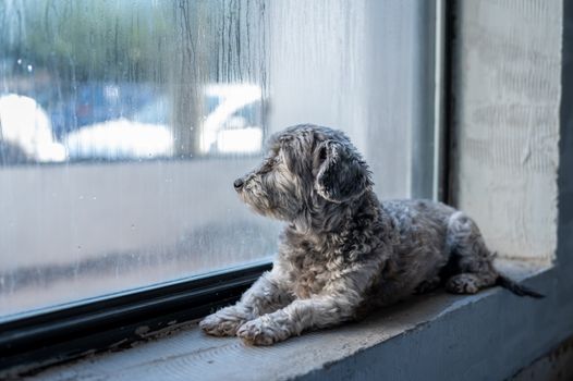 How to Keep Your Pets Calm During Thunderstorms A small dog gazes out a rain-streaked window, conveying a sense of calm and contemplation.
