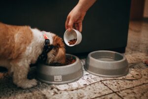 Why Consistency Is Important for Your Pet's Routine pet routine