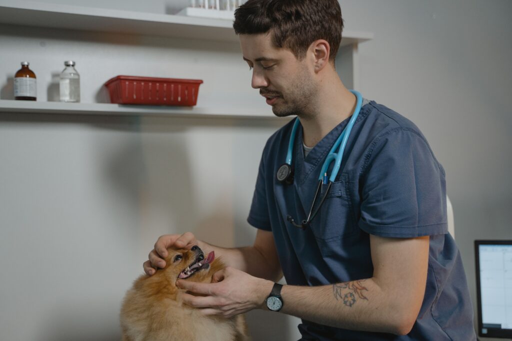 regular vet visits for cats and dogs