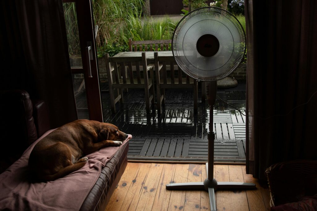 How to Keep Your Pets Calm During Thunderstorms keep pets calm during thunderstorms