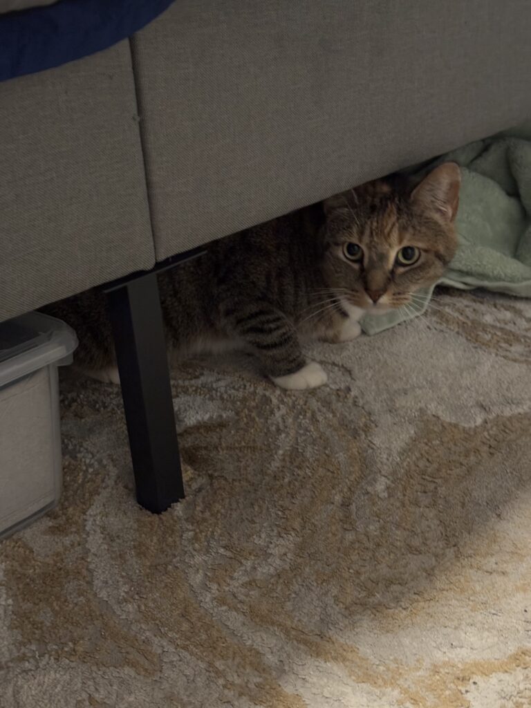 Shy cat hiding while learning to feel safe