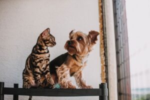 How to Help a Shy Cat or Nervous Dog Feel Safe
