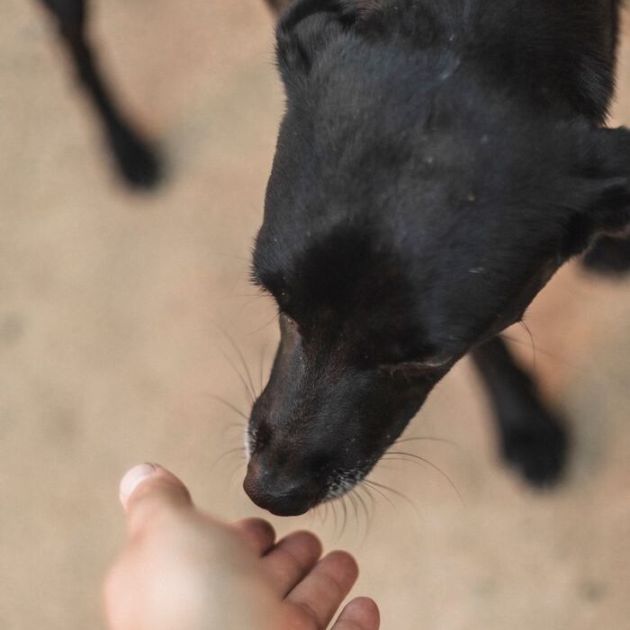 Nervous dog building confidence with gentle handling