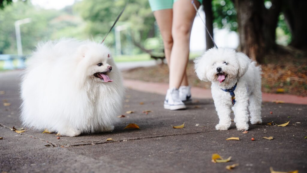 best times to walk your dog in summer