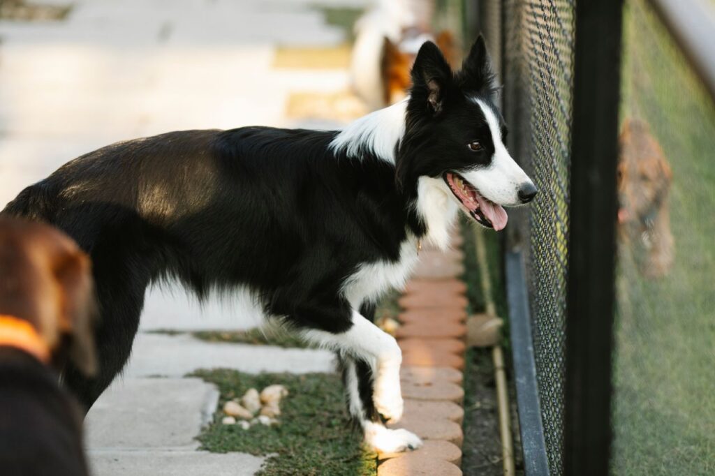 Pet Sitting vs Boarding: Which Is Best for Your Pet? pet sitting vs boarding for pets
