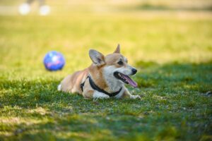 Heatstroke in dogs and cats