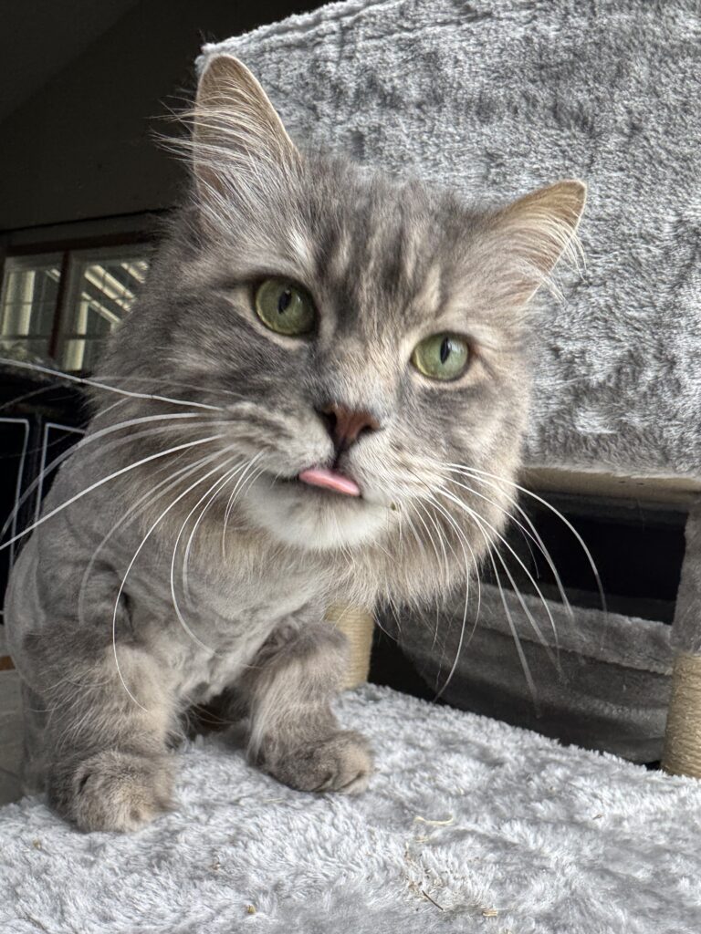 Professional pet sitting visit with a cat, common dog walking and pet sitting myths