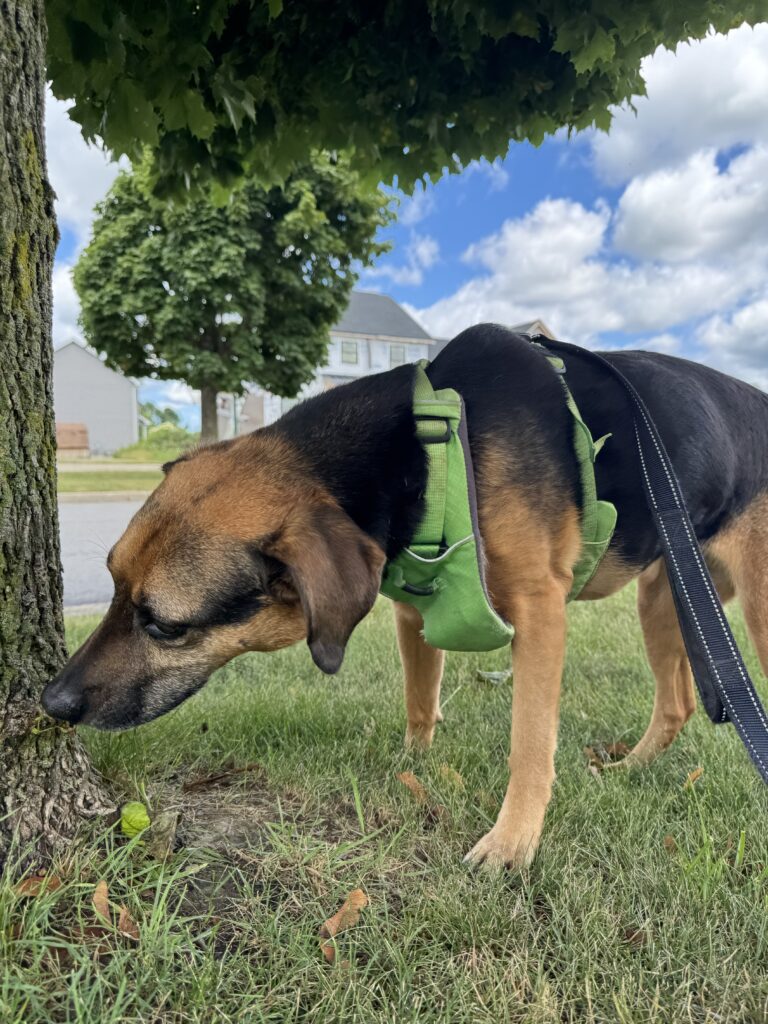Professional dog walking visit in Lancaster NY, common dog walking and pet sitting myths