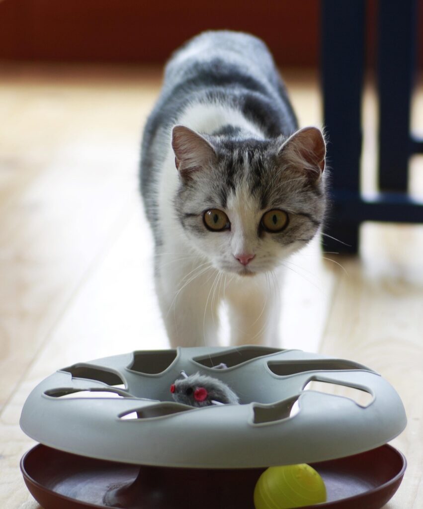mental stimulation for dogs and cats