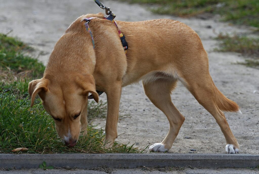 mental stimulation for dogs and cats