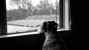 back-to-school changes for dogs