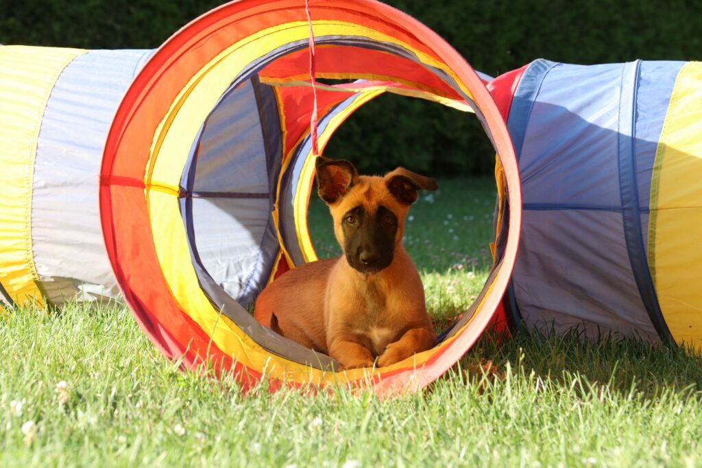 Mental stimulation for dogs and cats through enrichment activities