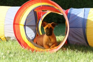 Mental stimulation for dogs and cats through enrichment activities