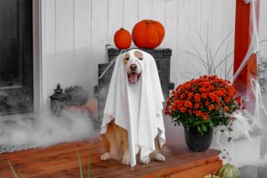 Halloween Safety Tips for Pets Halloween safety tips for pets
