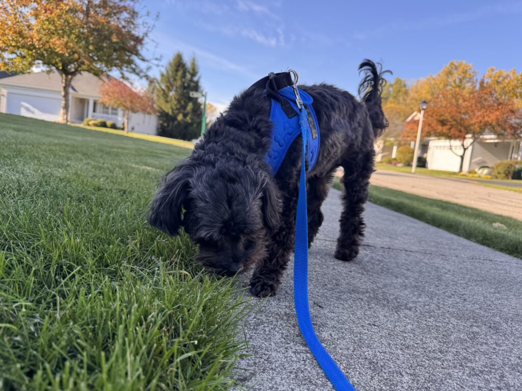 how to help pets adjust to colder weather