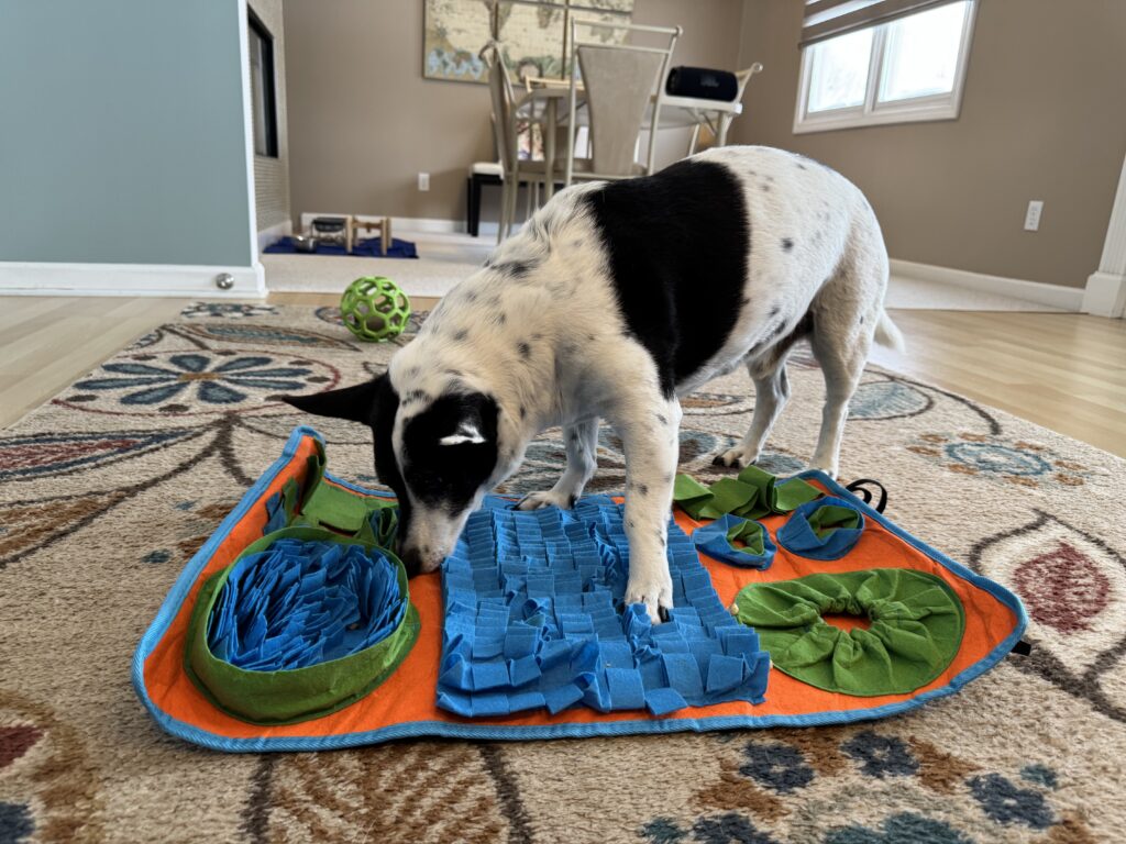 indoor enrichment ideas for dogs