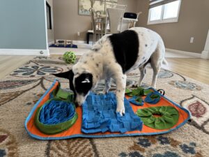 Indoor Enrichment Ideas for Rainy Days indoor enrichment ideas for dogs
