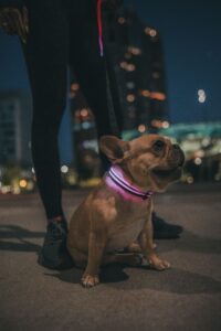 Dog walking safety after dark with reflective gear